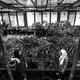 There is a greenhouse in the prison and inmates are responsible for maintaining it.